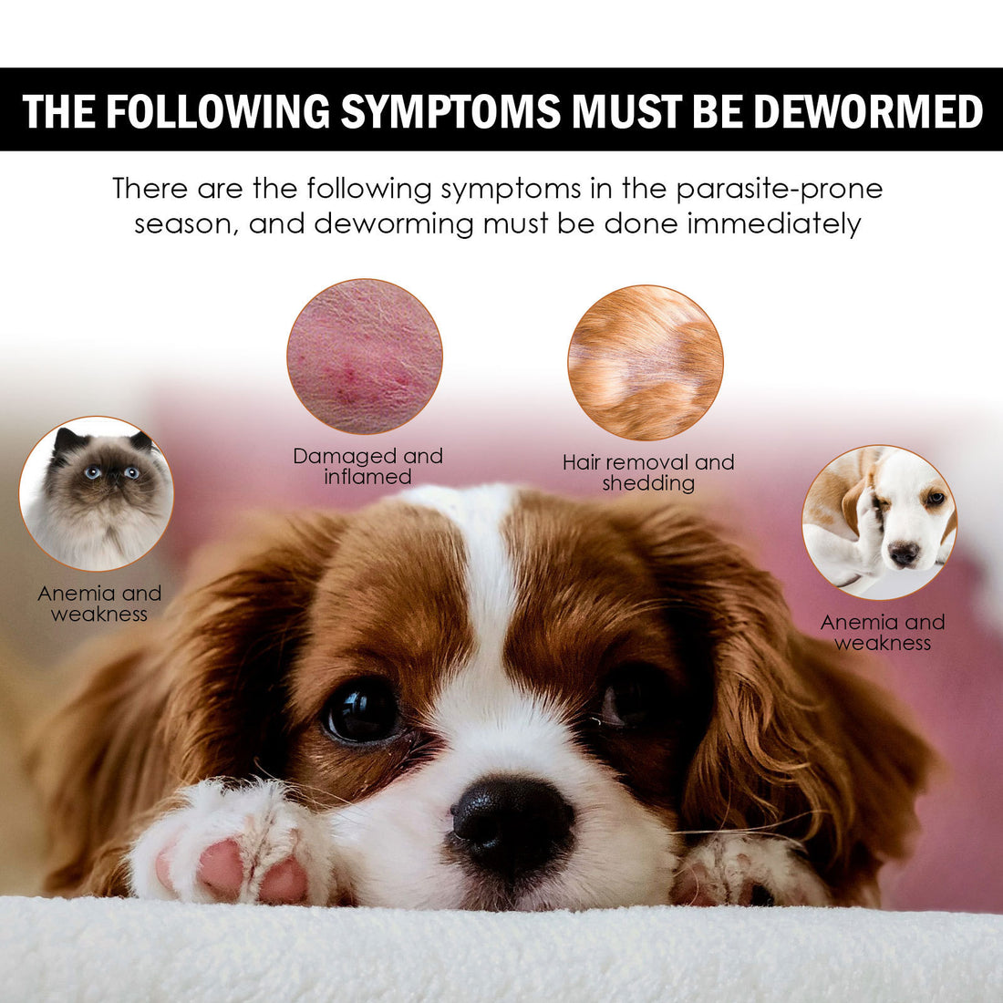 Chien Chat Gouttes Spray Nettoyage Éliminer Poux Tiques Puces